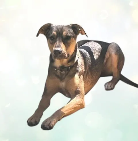 Winston thumbnail 3