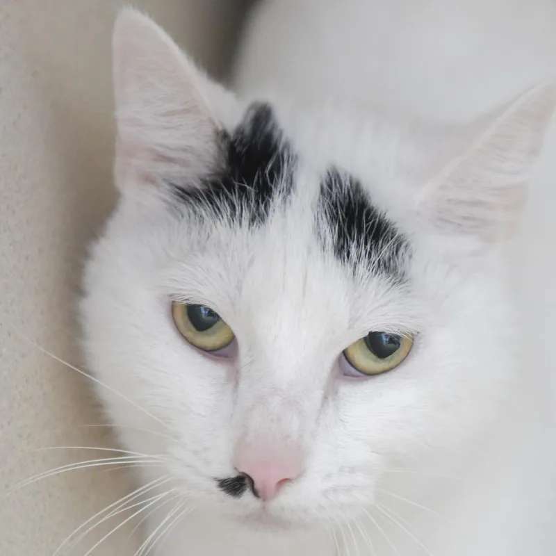 A young medium-sized female White Domestic Short Hair cat named Peach Fuzz for adoption in Redwood City, CA