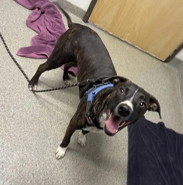 A young medium-sized male Plott Hound dog named Doc for adoption in Escondido, CA