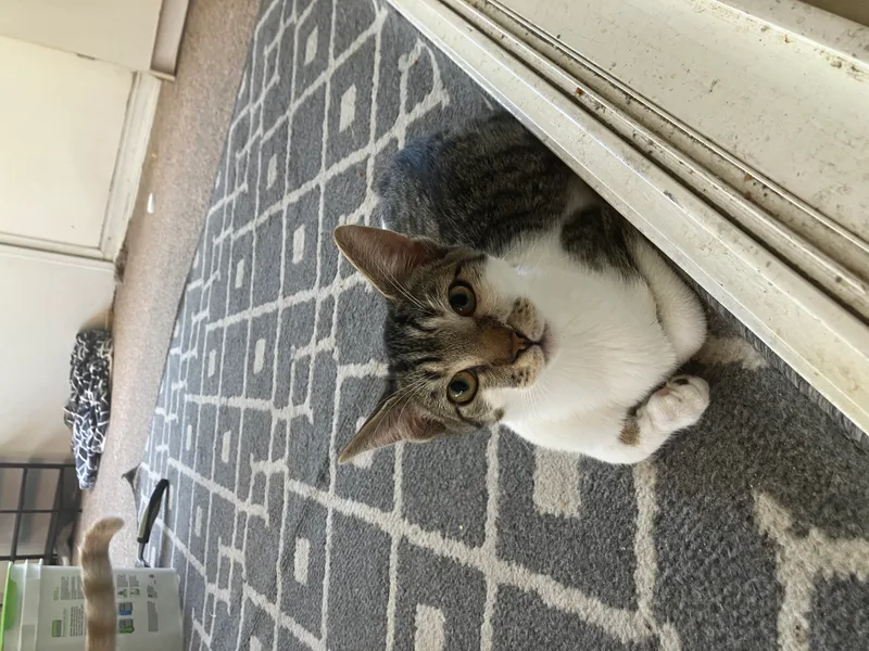 Hodgepodge thumbnail 2