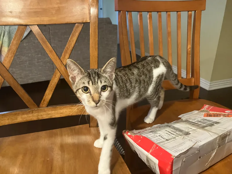 Hodgepodge thumbnail 3