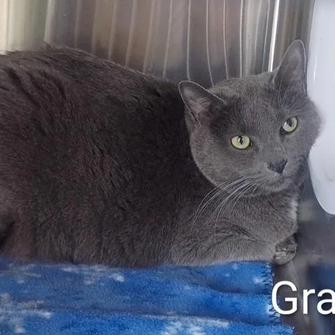 An adult large-sized female Gray / Blue / Silver Domestic Short Hair cat named Grey for adoption in Knoxville, TN