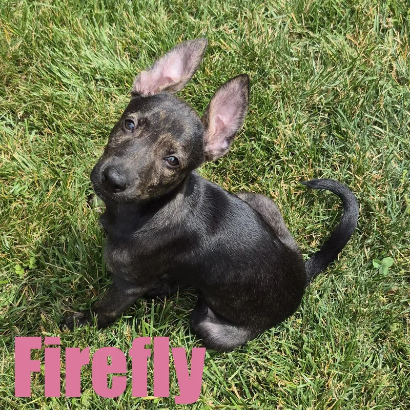 Firefly thumbnail 4