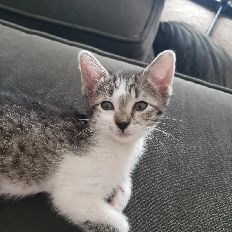 A baby small-sized female American Shorthair cat named Paulina for adoption in Plano, TX