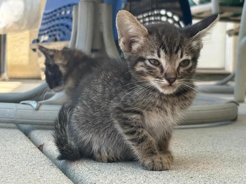 A baby medium-sized female Tabby (Brown / Chocolate) Domestic Short Hair cat named Tiny Salmon for adoption in Oceanside, CA