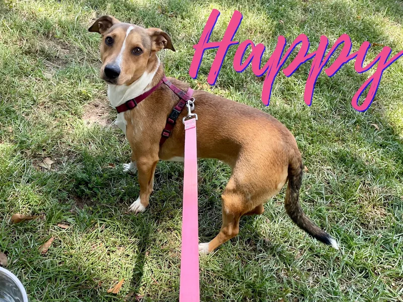 Happy In Texarkana Tx