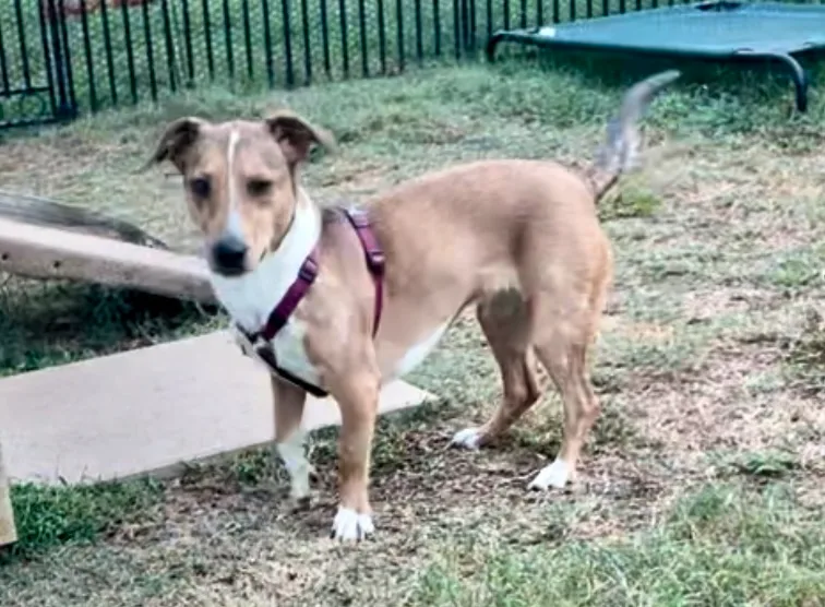 Happy In Texarkana Tx thumbnail 6