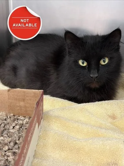 An adult medium-sized female Domestic Short Hair cat named Lulu for adoption in Lowell, MA