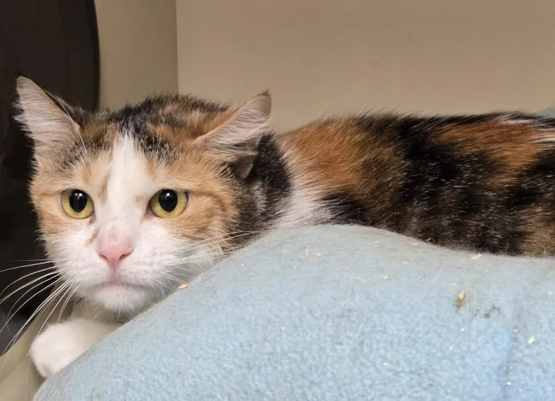 A young medium-sized female Domestic Short Hair cat named Clementine Kenneth for adoption in Windsor, CT