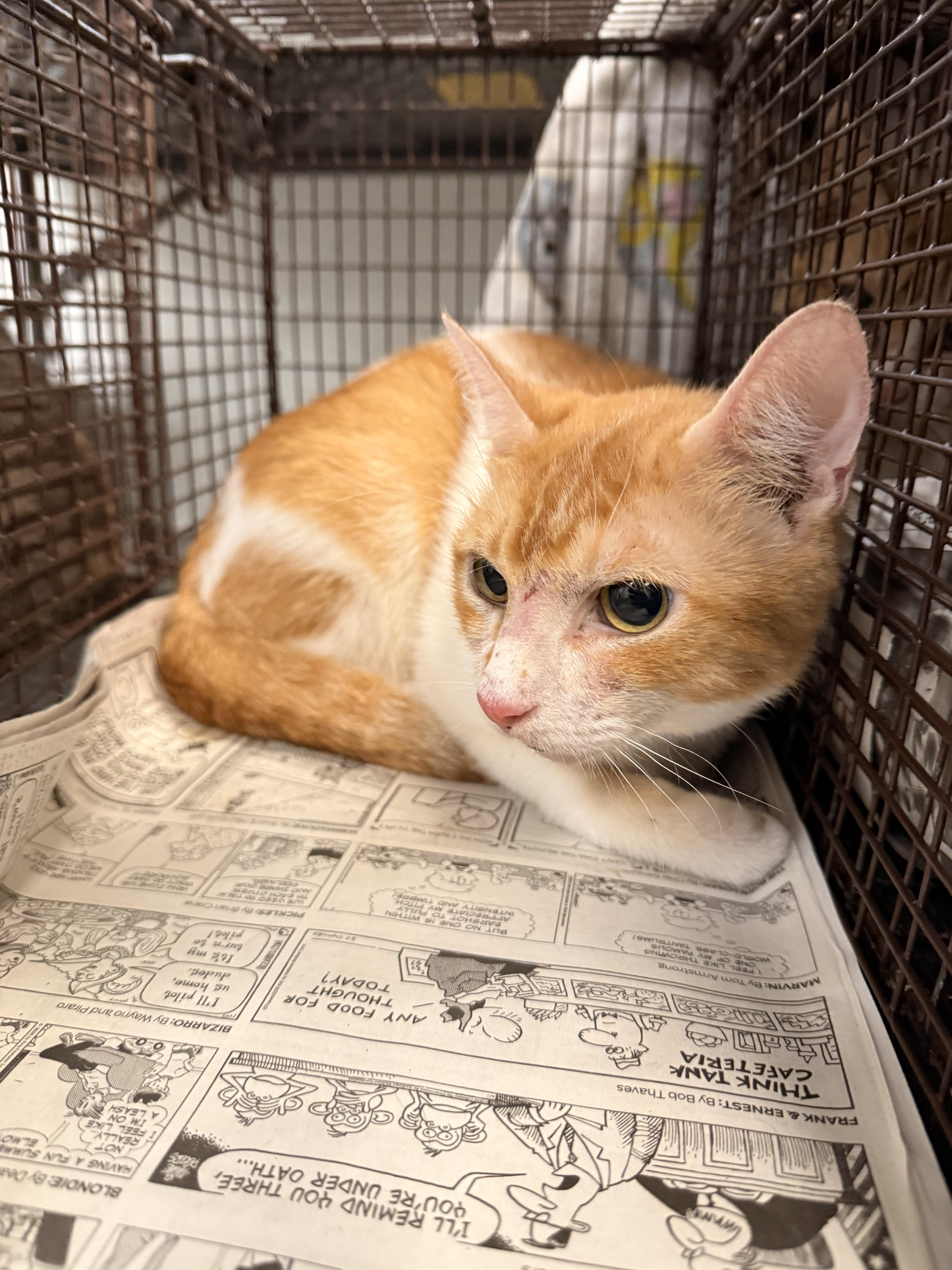 An adult large-sized female Domestic Short Hair cat named Fatty for adoption in Los Angeles, CA