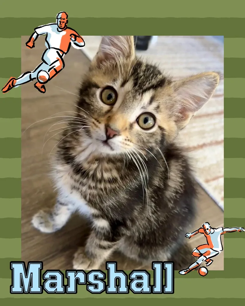 A baby medium-sized male Tabby (Buff / Tan / Fawn) Tabby cat named Marshall for adoption in Pasco, WA