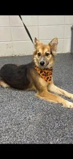 A young medium-sized male Shepherd dog named Collins for adoption in Lake Wylie, SC