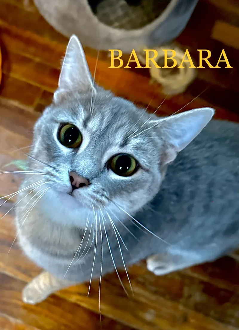 A young medium-sized female Tabby (Gray / Blue / Silver) Domestic Short Hair cat named Barbara Walters for adoption in Mansfield, OH