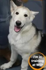 A baby medium-sized male Mixed Breed dog named Apollo for adoption in Walla Walla, WA