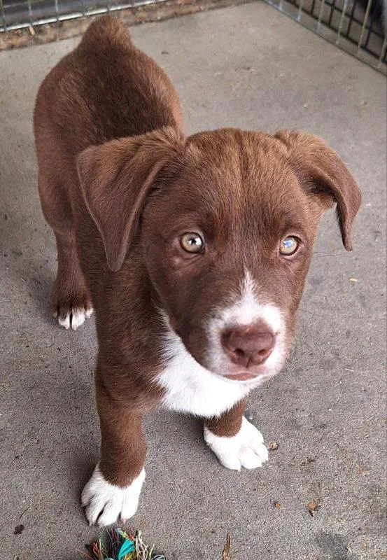 A baby large-sized male Labrador Retriever dog named Kramer for adoption in House Springs, MO