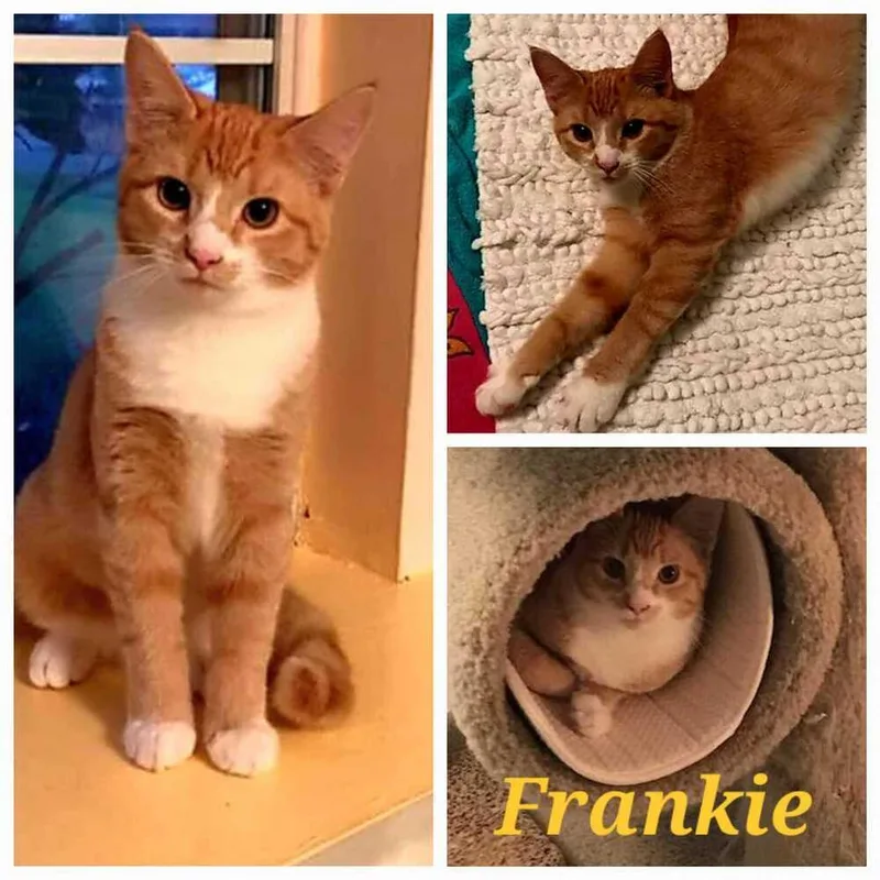 An adult medium-sized male Orange & White Domestic Short Hair cat named Frankie for adoption in Bowie, MD
