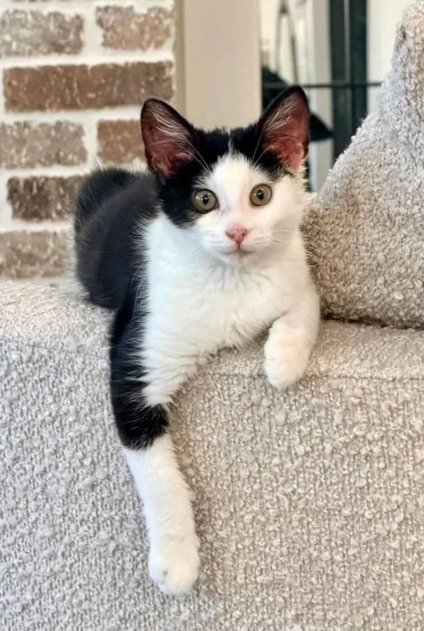 A baby small-sized female Black & White / Tuxedo Domestic Short Hair cat named Arlo for adoption in Ellijay, GA