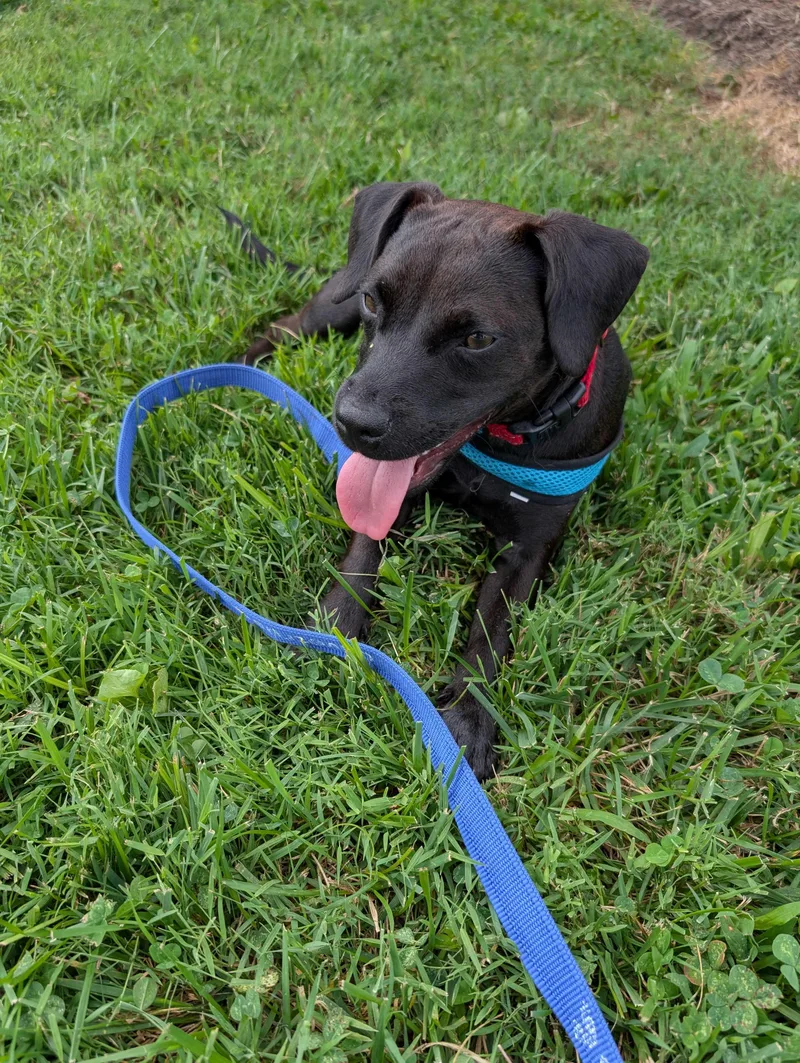 A young small-sized female Black Labrador Retriever dog named Crochet for adoption in Maidens, VA