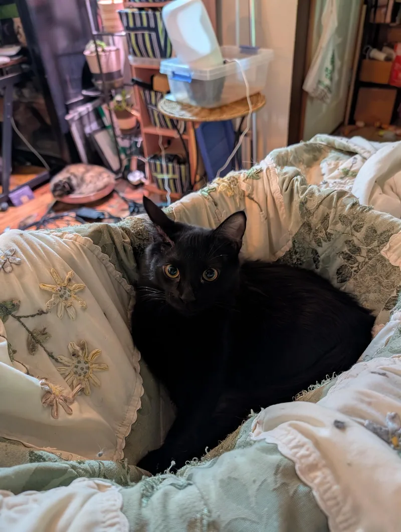 A baby medium-sized female Black Domestic Medium Hair cat named Stella ssb for adoption in Burlington, WA