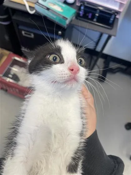 A baby small-sized male Domestic Short Hair cat named Zebra for adoption in West Chester, PA