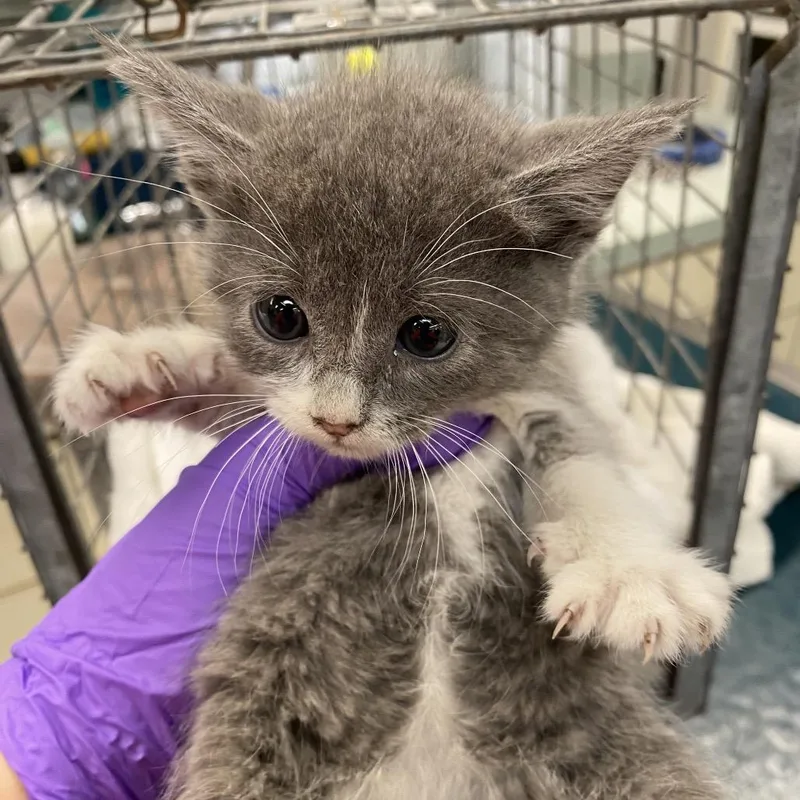 A baby small-sized female Gray / Blue / Silver Domestic Short Hair cat named Olive Oil for adoption in Westminster, CA