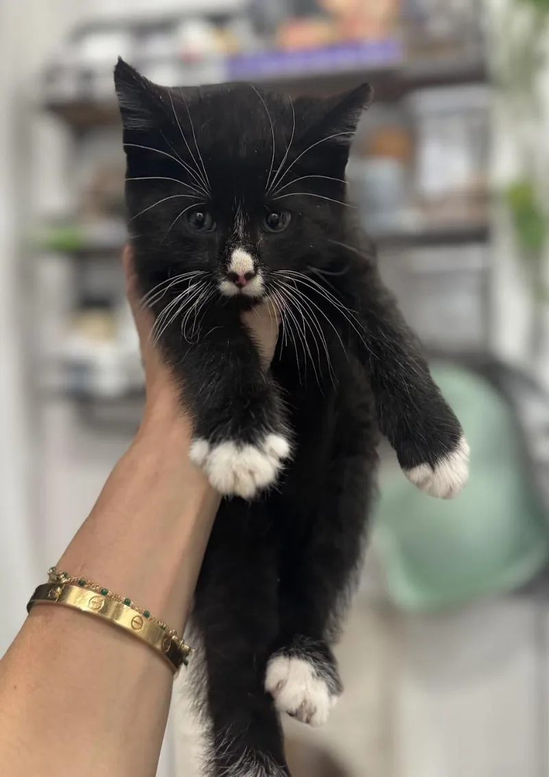 A baby medium-sized male Black & White / Tuxedo Domestic Short Hair cat named Cricket for adoption in New York, NY
