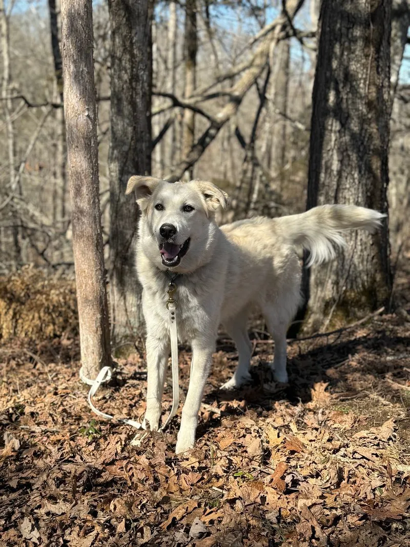 A young large-sized male Great Pyrenees dog named Zeus Transport for adoption in Gradyville, KY