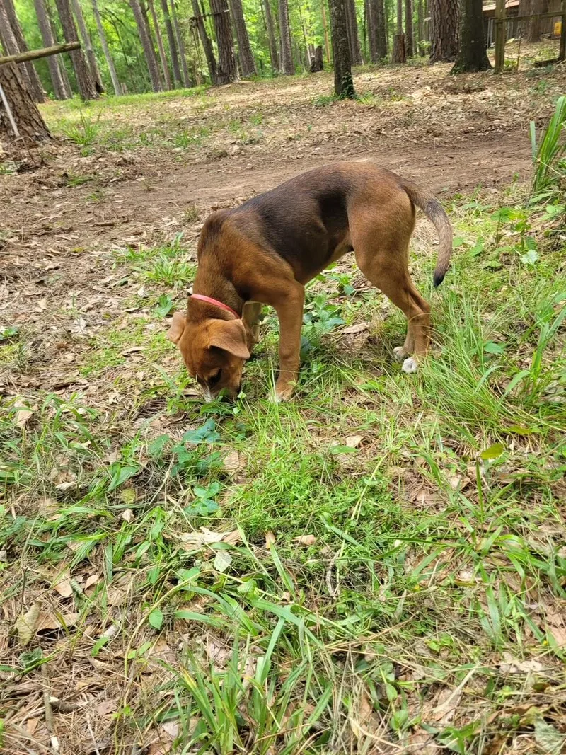 A young medium-sized male German Shepherd Dog dog named Bocephus for adoption in Lufkin, TX