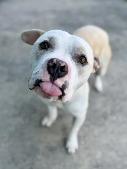 An adult large-sized male American Bulldog dog named Wallace for adoption in New Orleans, LA
