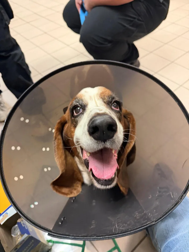 An adult large-sized male Basset Hound dog named Mickey for adoption in Grapevine, TX