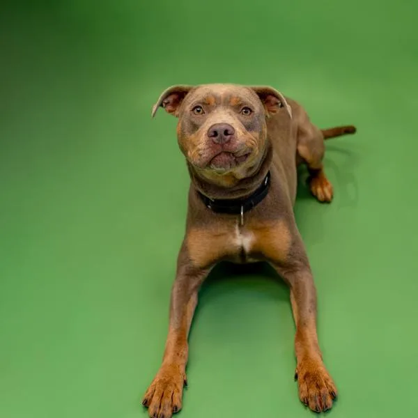 Pen  Frederick thumbnail 2