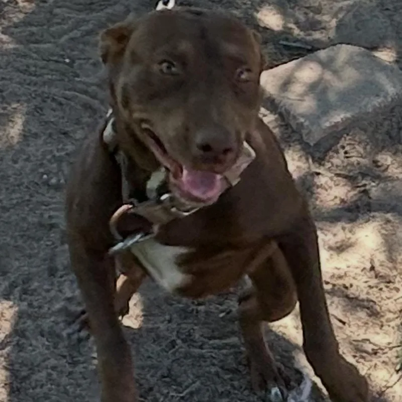 An adult medium-sized female Brown / Chocolate Bull Terrier dog named Ginger for adoption in Dillon, SC
