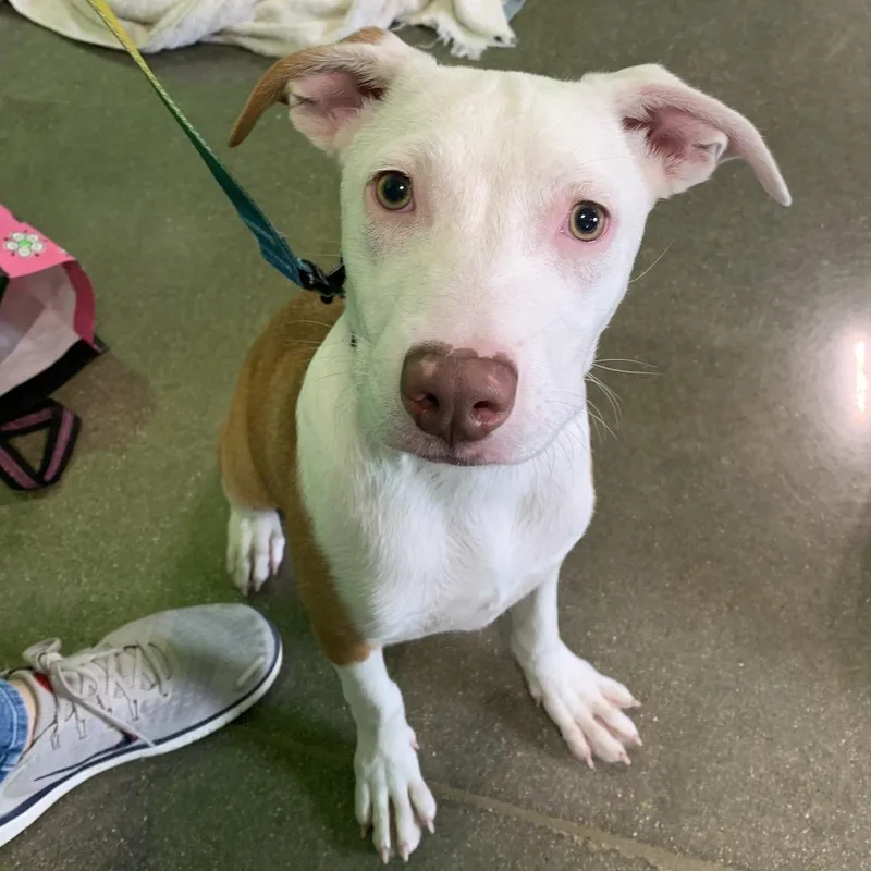 A baby medium-sized female White / Cream Mixed Breed dog named Serrano for adoption in South Elgin, IL
