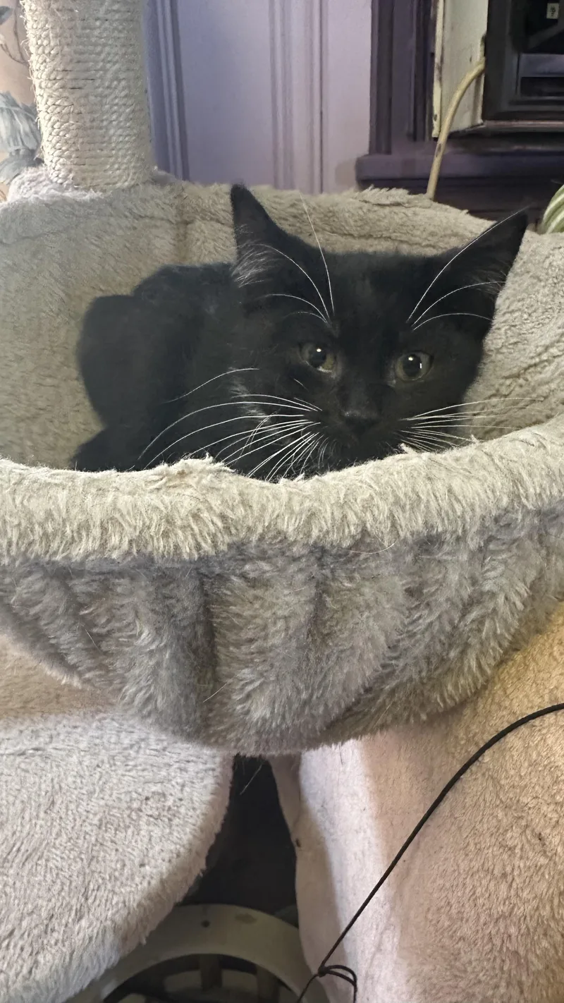 A baby medium-sized male Black & White / Tuxedo American Shorthair cat named Tempest for adoption in West Pittston, PA