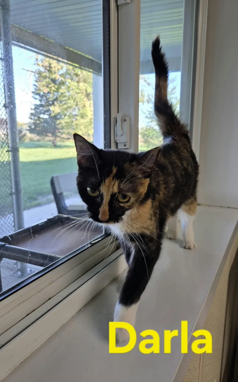 A young medium-sized female Calico cat named Darla for adoption in Austin, MN