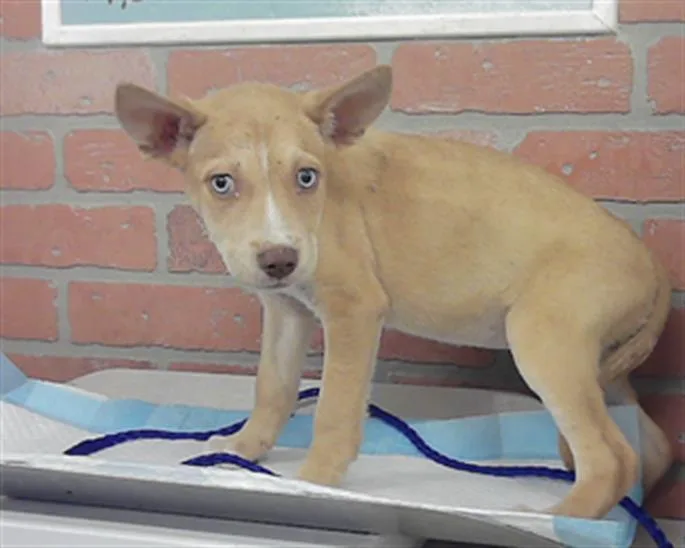 A baby small-sized female Siberian Husky dog named Artemis for adoption in Houston, TX