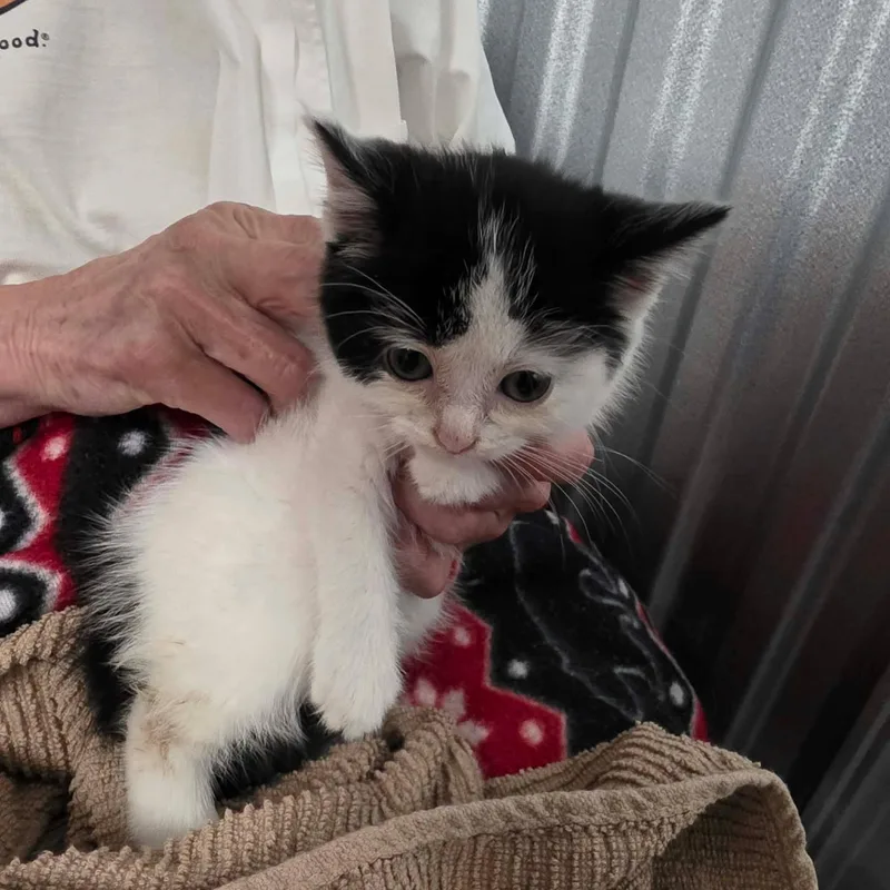 A baby medium-sized female Black Domestic Short Hair cat named Marigold for adoption in Chicago, IL