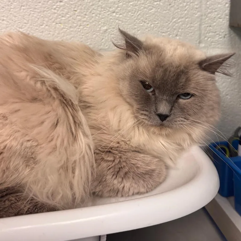 An adult medium-sized male Lilac Point Domestic Long Hair cat named Matthias for adoption in Birdsboro, PA