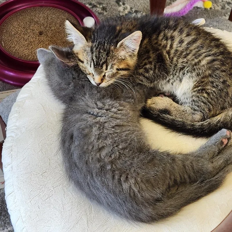 A baby small-sized male Domestic Short Hair cat named PJ Blue Jean for adoption in Minneapolis, MN