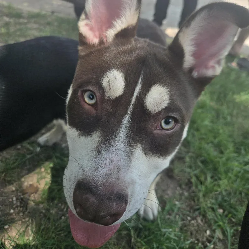 A baby medium-sized male Brown / Chocolate Husky dog named Thor for adoption in Austin, TX