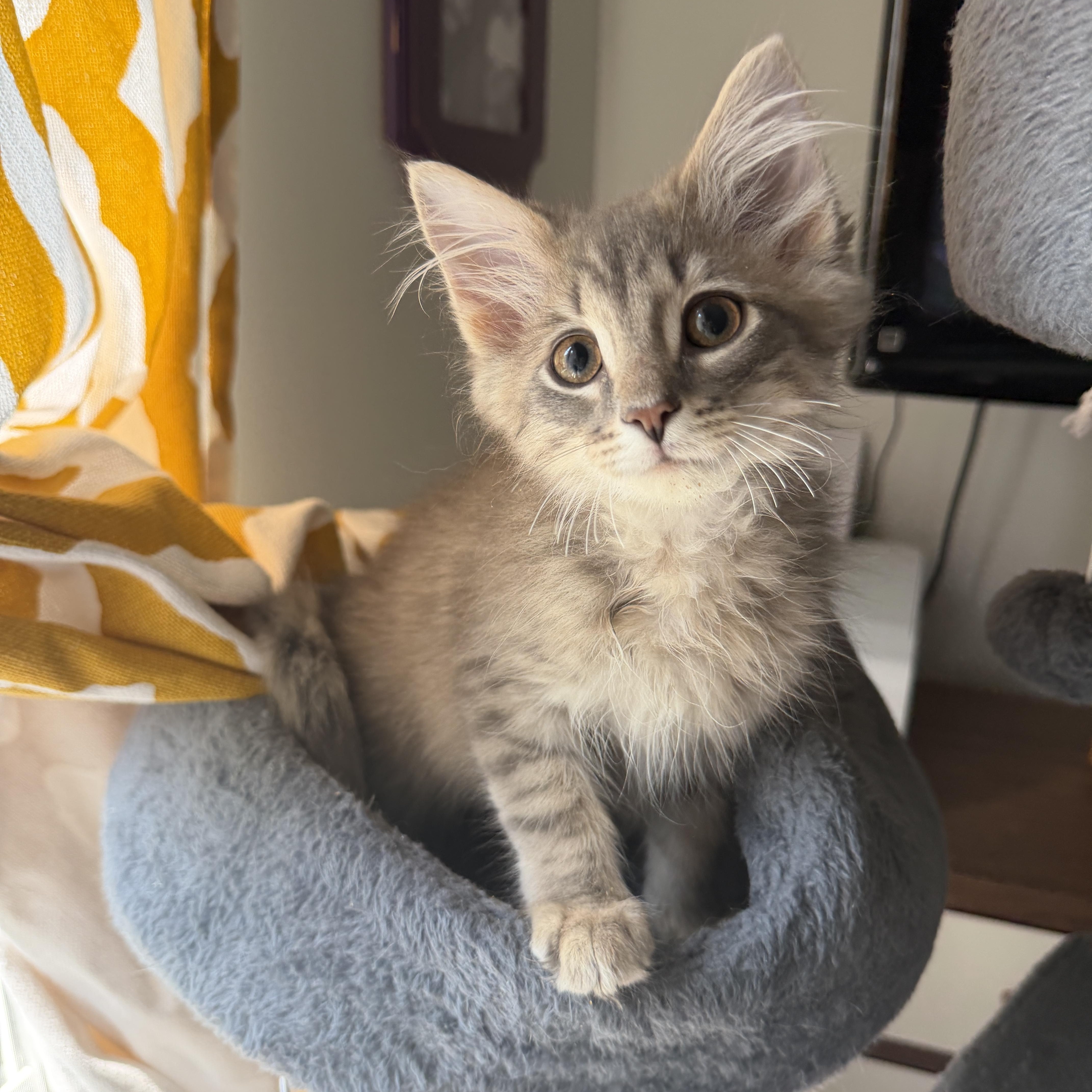A baby medium-sized male Tabby (Gray / Blue / Silver) Domestic Long Hair cat named Ron for adoption in South Lyon, MI