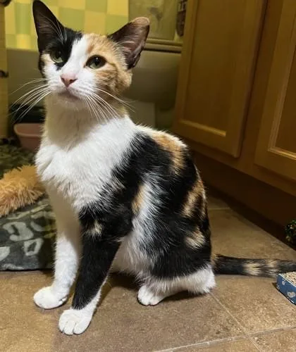 An adult small-sized female Domestic Short Hair cat named Demeter for adoption in Phoenix, AZ