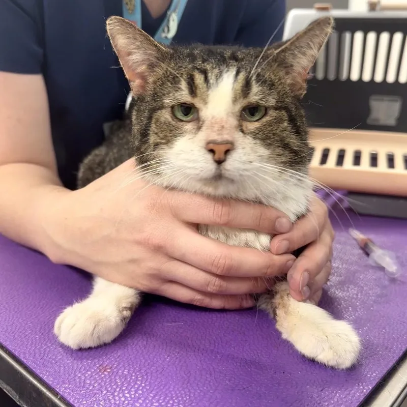 An adult medium-sized male Gray / Blue / Silver Domestic Short Hair cat named Tommy for adoption in Indianapolis, IN