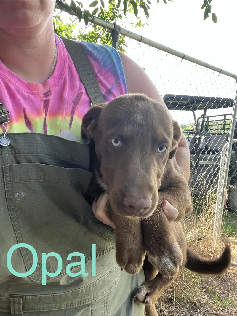 A baby medium-sized female Australian Shepherd dog named Opal for adoption in Zimmerman, MN