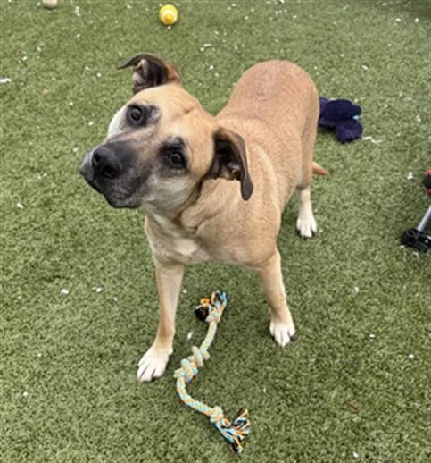 An adult medium-sized female German Shepherd Dog dog named Addy for adoption in Toledo, OH