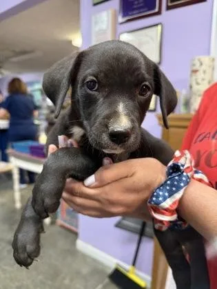 A baby small-sized female Mixed Breed dog named Jessie for adoption in West Chester, PA