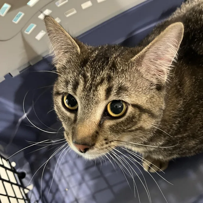 An adult large-sized male Brown / Chocolate Domestic Short Hair cat named Chipsfpac for adoption in Oak Park, IL