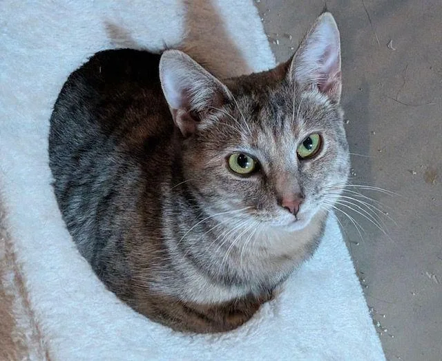 Lily