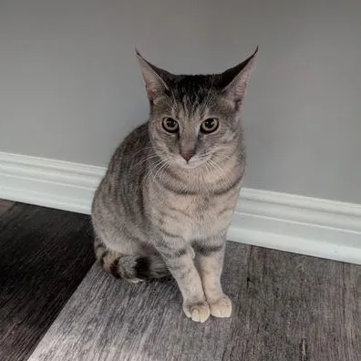 Lily thumbnail 4