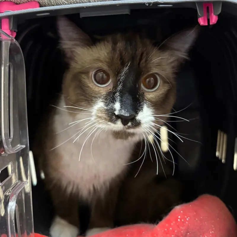 A young small-sized female Brown / Chocolate Domestic Long Hair cat named Lunita for adoption in Springfield, MA